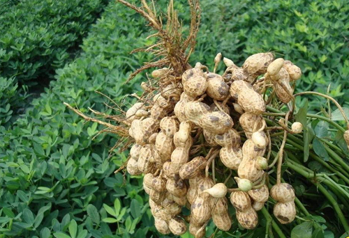 花生專用摻混肥