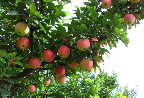 蘋果專用摻混肥