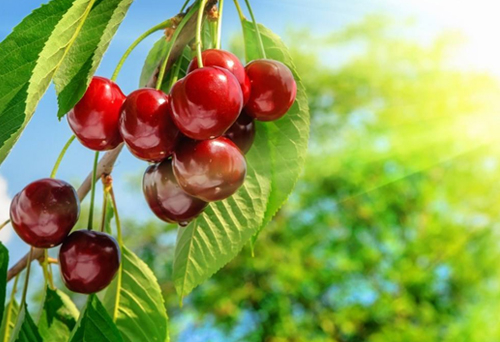 櫻桃專用復(fù)混肥